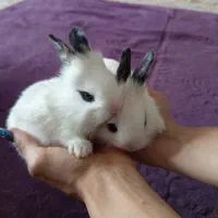 خرگوش خانگی