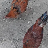 خروس شش ماهه|حیوانات مزرعه|سرپل ذهاب, |دیوار