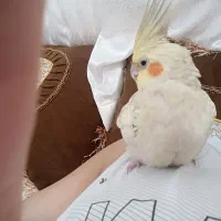 عروس هلندی گمشده