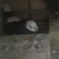 کبوتر ماده
