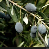 زیتون روغنی|خدمات باغبانی و درختکاری|سرپل ذهاب, |دیوار