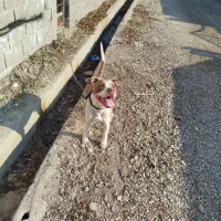 واگذاری سگ پیتبول فی ۱۰|سگ|کرج, کمالشهر|دیوار