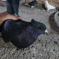باسلام خدمت دوستان|پرنده|زرند, |دیوار