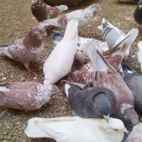 ۲۱ عدد کبوتر سالم و پرشی و زینتی