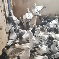 نزدیک 40 تا 50 تا سار سوسکی