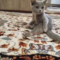 بریتیش عروسکی سیلور