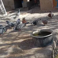 کبوتر|پرنده|خاش, |دیوار