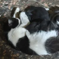 واگذاری رایگان  گربه ماده