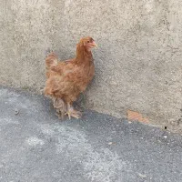 مرغ برهما