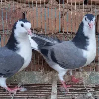 جوجه طاقی