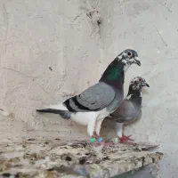 کبوتر|پرنده|شیراز, رحمت‌آباد|دیوار