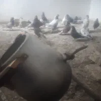 قوری درجه یک