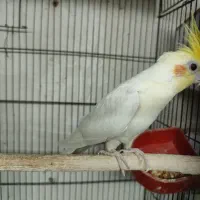 مرغ عشق انگلیسی مولد|پرنده|تهران, یافت آباد جنوبی|دیوار