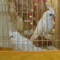 جفت عروس هلندی