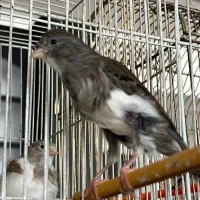 گرینچیک قناری گلدین|پرنده|مشهد, هنرستان|دیوار