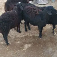 پنج راس بره مادیه قره قزل و قره چال|حیوانات مزرعه|حلب, |دیوار