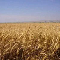فروش فوری گندم آبی پیشگام