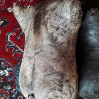 هیزه نو