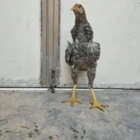 خروس لاری همه چی تمام