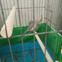 عروس هلندی ماده|پرنده|پاکدشت, پاکدشت (مامازند)|دیوار