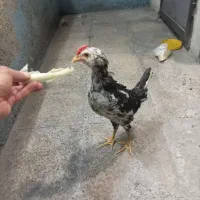 جوجه تیمچه گلین