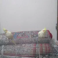 مرغ عشق|پرنده|سمنان, |دیوار