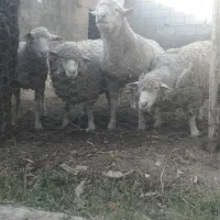 یک جفت گوسفند ایلدوفرانس