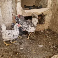 نیمچه خروس گلین
