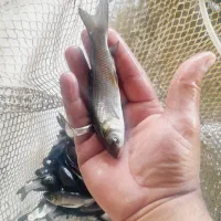 فروش فوقالعاده بچه ماهی دانه ۱۴