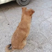 سگ خانگی زیبا و باهوش واکسن زده شناسنامه دار