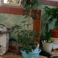 گل طبیعی شفلرا|گل و گیاه طبیعی|ورامین, خیر آباد|دیوار