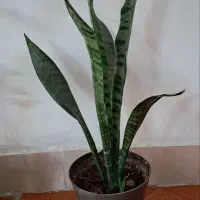 تعدادی گل آپارتمانی|گل و گیاه طبیعی|محمدشهر, سیدآباد|دیوار