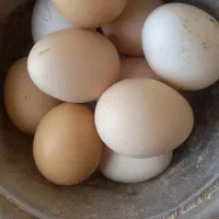 تخم لاری نطفه دار