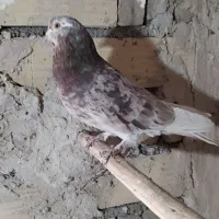 کفتر پرشی|پرنده|قرچک, داوود آباد|دیوار