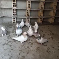 چند عدد کفتر طوقی کله دار|پرنده|کبودرآهنگ, |دیوار