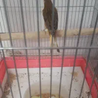 یک جفت قناری