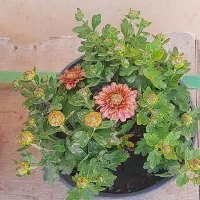 گل داودی ۵ رنگ،گلدان ۱۴،مناسب فضای سبز و ویلا