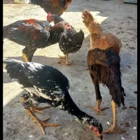 جوجه مرغ و خرس لاری،مرغ و خروس محلی|حیوانات مزرعه|کرمانشاه, |دیوار