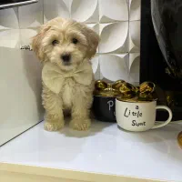 پودل کراس شیطون بلا|سگ|تالش, هشتپر|دیوار