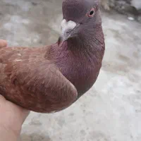 کبوتر ۵۰۰ تومان
