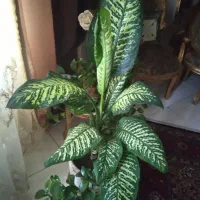 ایفین با نژاد خاص بسیار زیبا و مقاوم