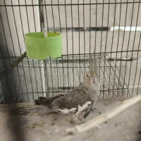 عروس هلندی ماده