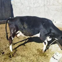 گاو و گوساله