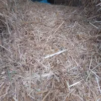 حدود ۶ خروار کاه سفید گندم و۳۰ عدد پرس چن اول یونج