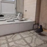 دوتا نر کفتر معاوضه با جوجه عروس هلندی