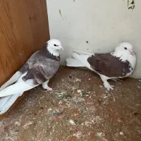 کفتر|پرنده|کهریزک, |دیوار