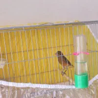 دو عدد قناری نر شلاقی شلاقی