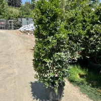 یاس هلندی سطلی جعبه ای جنگلی لوله ای و قیچی خورده|گل و گیاه طبیعی|تهران, هروی|دیوار