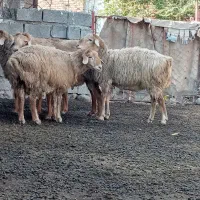 پارس آباد|حیوانات مزرعه|اصلاندوز, |دیوار