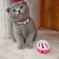 گربه اسکاتیش ۲ماه جهت واگذاری
